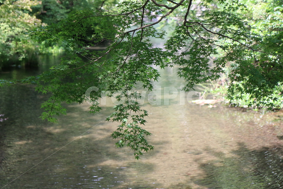 tree,나무,plant,식물,물,강가,초록,풍경,배경