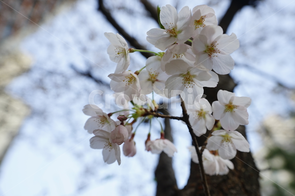 봄,봄꽃,벚꽃,식물,플라워,꽃,감성사진,생명,자연,꽃사진,봄,계절,spring,season,식물,자연,plants,nature,꽃,flower,plant,blossom