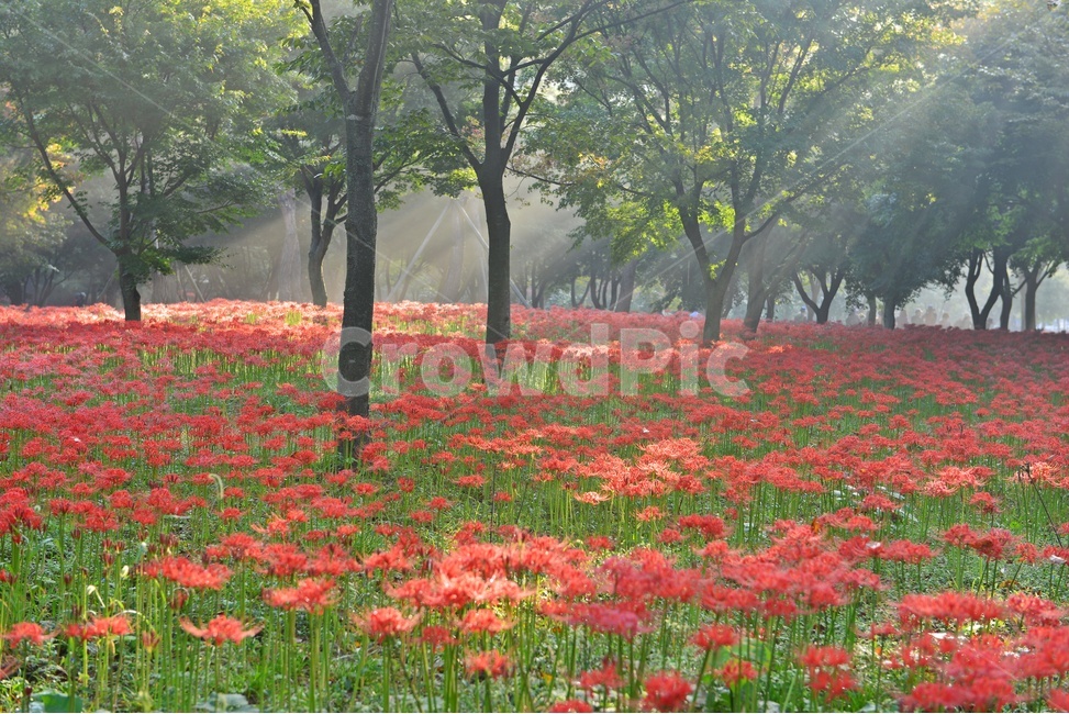 nature,자연,outdoors,옥외,plant,식물,tree,나무,경치,경관,풍경,영광,불갑사,꽃무릇,상사화축제,축제,아침,안경,빛,안개,빛내림