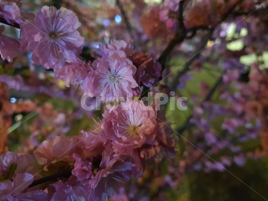 blossom,꽃,geranium,제라늄,flower,plant,식물,야경,야화,봄,봄꽃