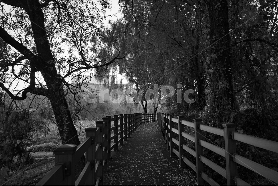 흑백,가을,외로움,나뭇잎,그림자,autumn,fall,leaf,backlight,역광,trail,산책,산책길,데크,난간,monotone,bw,loneliness,solitary,모노톤,흑백사진,자연,풍경,nature,landscape,흑백,모노톤,monochrome,black and white,handrail,banister,railing