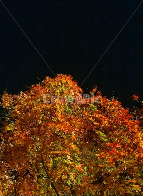 leaf,잎,plant,식물,tree,나무,가을,계절,fall,autumn,season