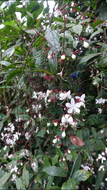 plant,식물,꽃,흰꽃,초록,잎
