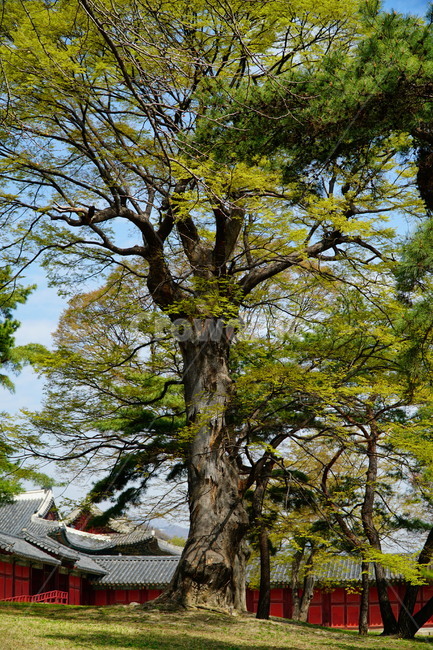 창경궁,벚꽃,벚꽃나무,하늘,봄,서울,한국,대한민국,korea,spring,changgyeonggungpalace,palace,changgyeonggung,seoul,cherryblossom,tree,자연,nature,식물,plants,한국적인,한국자연,한국풍경,경치,landscpae,4월,april,봄꽃,구름,sky,cloud,왕궁,궁전,궁궐,식물,자연,plants,nature,나무,trees,wood