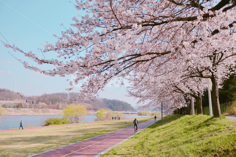 봄,벚꽃,감성,자전거,자연,봄,계절,spring,season,plant,식물