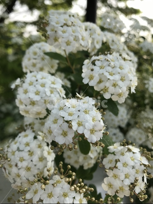 플라워,봄,꽃,flower,자연