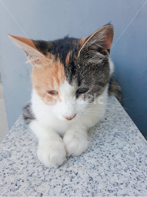 동물,반려동물,고양이,개냥이,길냥이,귀염,감성,풍경,삼색,cat