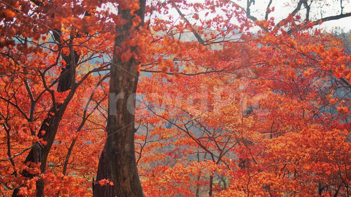 가을,단풍,풍경,나무,숲,여행,산책,물든,감성,배경,자연,11월,만추,산,색감,붉은,빨간,주황색,가을,계절,fall,autumn,season,자연,풍경,nature,landscape,식물,plants,나무,trees,wood,leaf,잎,plant,tree,maple