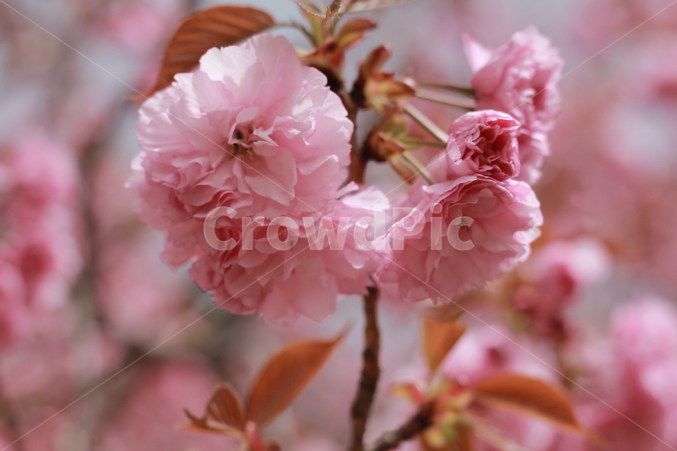 봄,겹벚꽃,벚꽃,분홍,피크,꽃,꽃봉우리,핑크빛,데이트,꽃놀이,봄,계절,spring,season,식물,자연,plants,nature,꽃,flower,plant,blossom