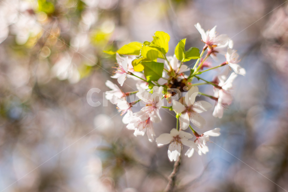 벚꽃,하트,꽃하트,봄,봄꽃,봄,계절,spring,season,식물,자연,plants,nature,꽃,flower,plant