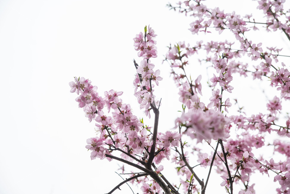 꽃,봄꽃,도화,도화나무,꽃나무,plant,식물
