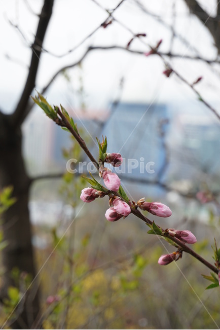 벚꽃,꽃,꽃봉오리,flowerbud,flower,새싹,봄,꽃망울,분홍,자연,식물,nature,꽃가지