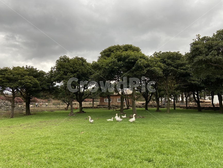 거위,정원,풍경,garden,자연,nature,grass,plant,식물,outdoors,옥외,lawn,잔디,field,들
