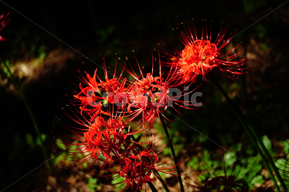 꽃무릇,꽃,식물,플라워,flower,자연,nature,plants,9월,가을,fall,autumn,september,꽃밭,화단,closeup,접사,꽃사진,가을꽃,식물,자연,plants,nature,꽃,flower
