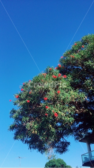 나무,tree,꽃,flower,하늘,sky,자연,nature,따듯한,조용