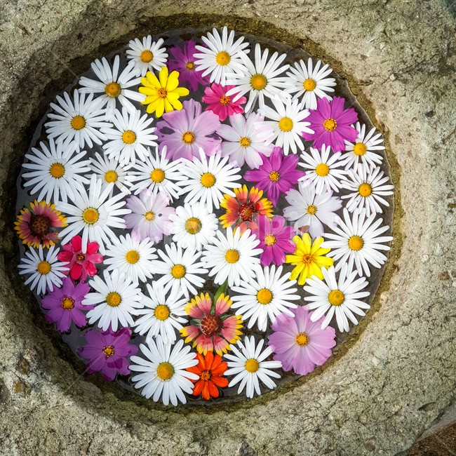 꽃,국화,가을,flower,blossom,꽃,flower