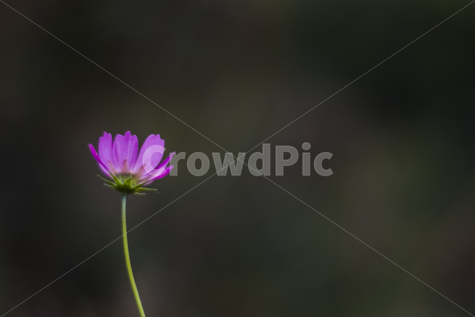 코스모스,가을,꽃,flower,autumn,cosmos,가을,계절,fall,autumn,season,식물,자연,plants,nature,꽃,flower,plant,blossom