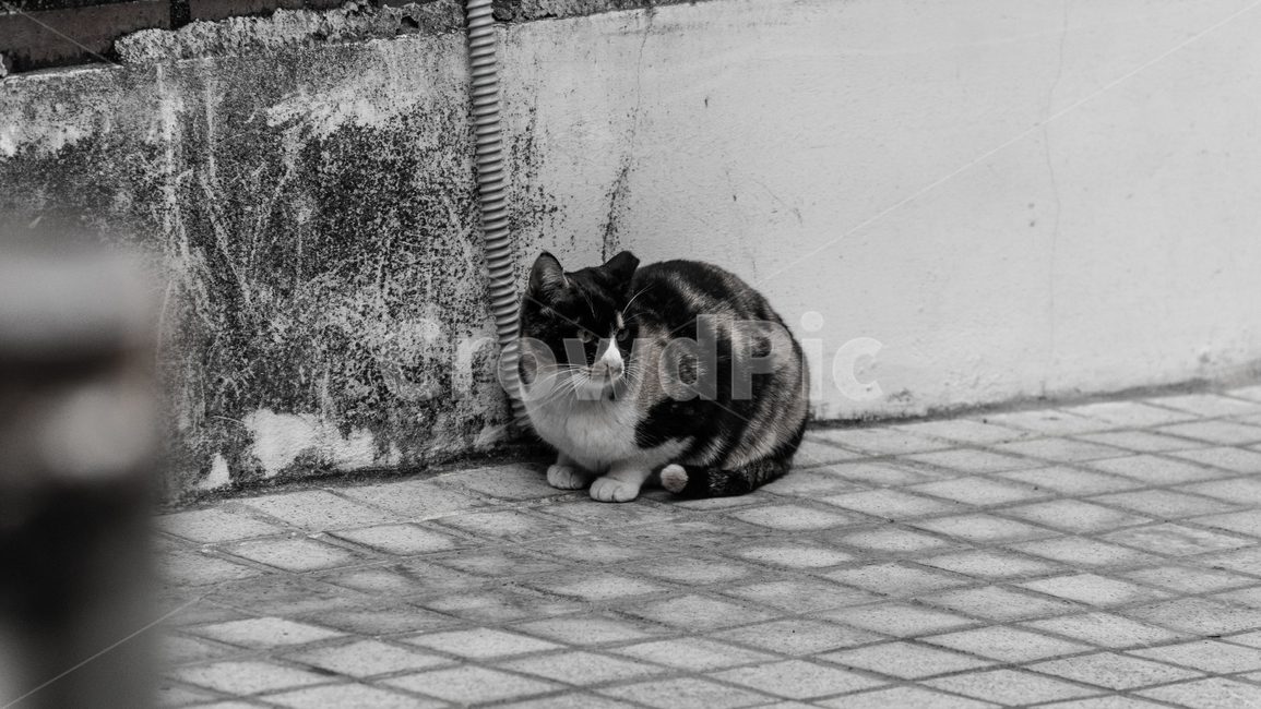 길고양이,길냥이,고양이,흑백사진,냥냥이,cat,동물,animal,포유류,mammal,고양이,cat,kitten,kitty,흑백,모노톤,monochrome,black and white