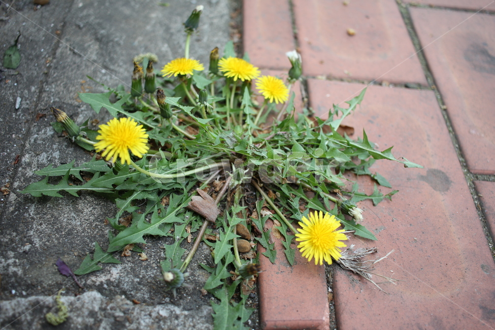 plant,식물,flower,꽃,민들레,dandelion,blossom