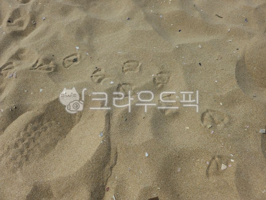 sandy beach,beach,sand,footprints,seagull footprints