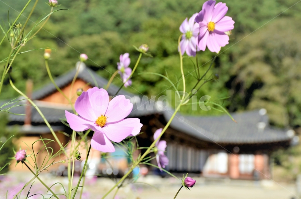 강원도,홍천,수타사,가을,코스모스,가을,계절,fall,autumn,season,식물,자연,plants,nature,꽃,flower,geranium,제라늄,plant,blossom