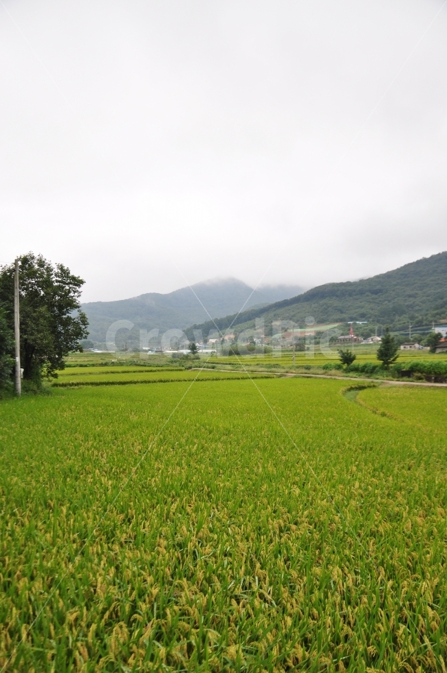 벼,시골,가을,자연,풀경,자연,풍경,nature,landscape,시골,마을,country,rural,town,grassland,목초지,field,들,outdoors,옥외,paddy field,패디 필드