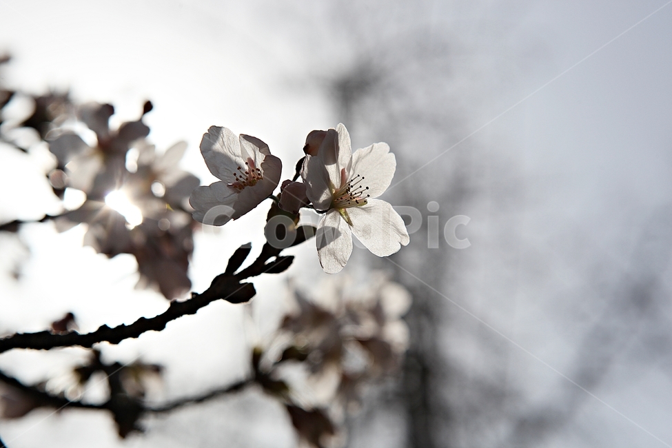 벅꽃,벗나무,벗꽃잎,봄꽃,꽃잎,식물,자연,공원,식물,자연,plants,nature,꽃,flower