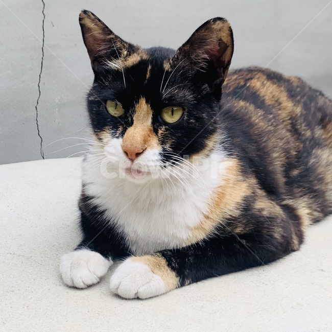 고양이,앞발,눈동자,바라보는,얼룩고양이,cat
