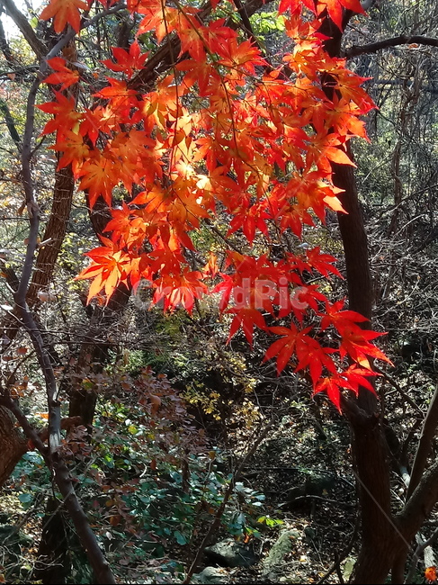 낙엽,단풍,落葉,leaves,나뭇잎,단풍나무,식물,maple,낙엽활엽관목,잎,계절,가을,자연,풍경,outdoors,옥외,fallautumnseason,naturelandscape,풍경사진,가을,계절,fall,autumn,season,leaf,plant,tree,나무