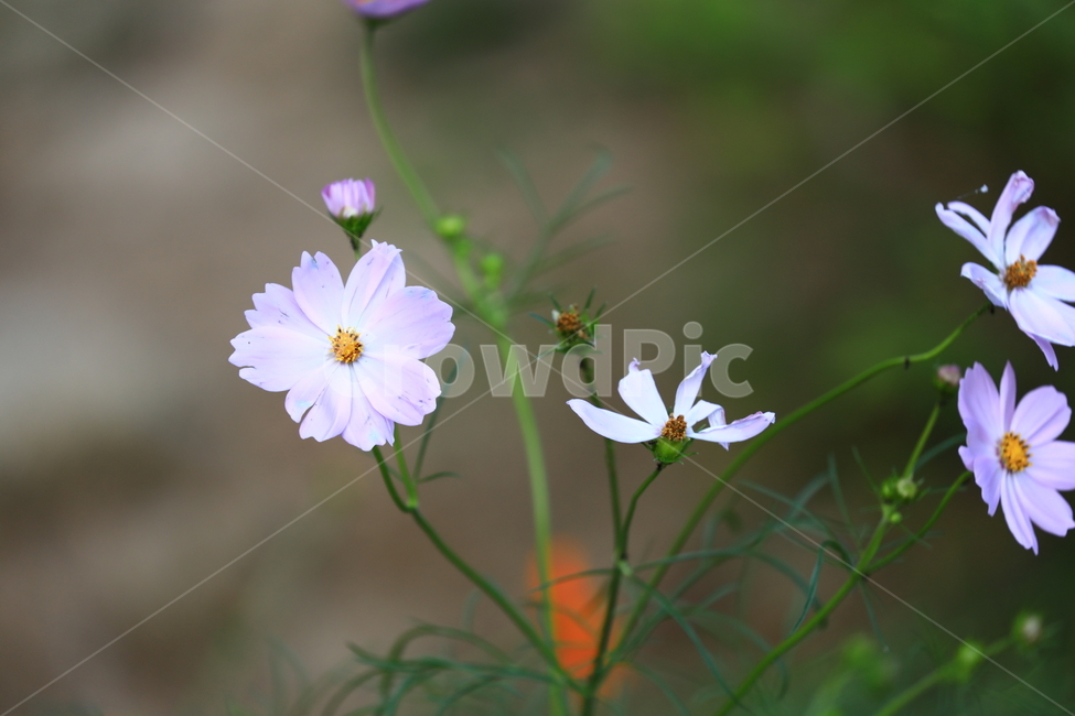 꽃,자연,코스모스,식물,plant,flower,가을,autumn,closeup,접사,가을,계절,fall,autumn,season,식물,자연,plants,nature,꽃,flower,blossom,geranium,제라늄