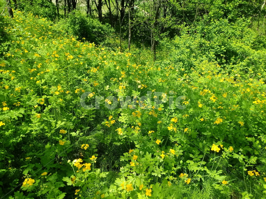 애기똥풀,양귀비과,두해살이풀,노란색꽃,소야,지황령,백굴채,젖풀,씨아똥,까치다리,약용,관상용,식용