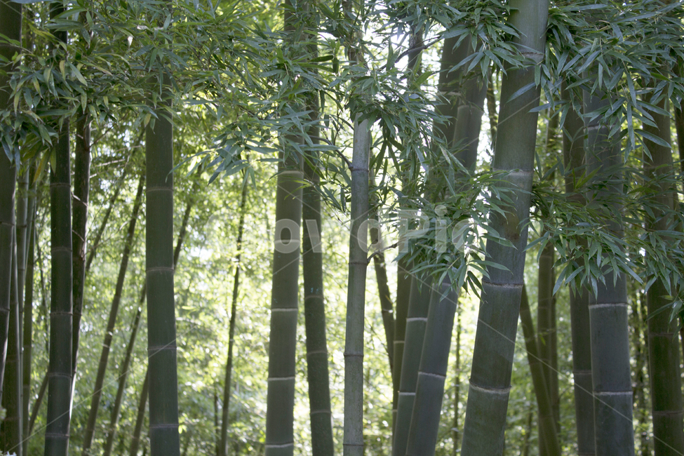 나무,대나무,숲,자연,초록,힐링,치유,식물,나무,trees,wood