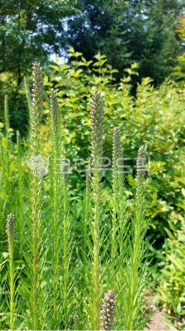 국화과,리아트리스속,리아트리스,vegetation,초목,green,녹색