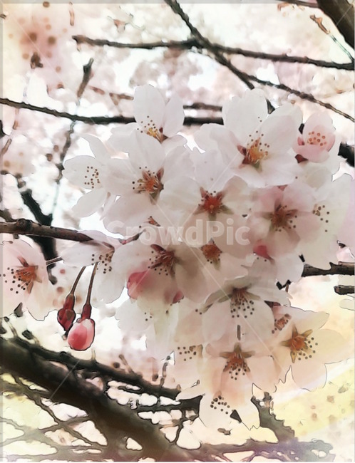 봄,벚꽃,벚꽃축제,꽃잎,꽃,꽃술,꽃놀이,나들이,봄,계절,spring,season,식물,자연,plants,nature,꽃,flower,plant,cherry blossom,blossom