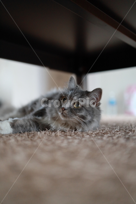 반려동물,고양이,캣,cat,랙돌,페르시안,동물,animal,포유류,mammal,고양이,cat,kitten,kitty