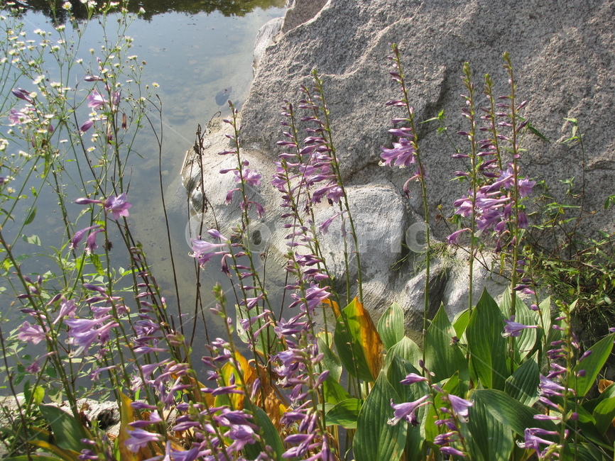 plant,식물,blossom,flower,꽃,보라꽃,보라색꽃,purple,violet