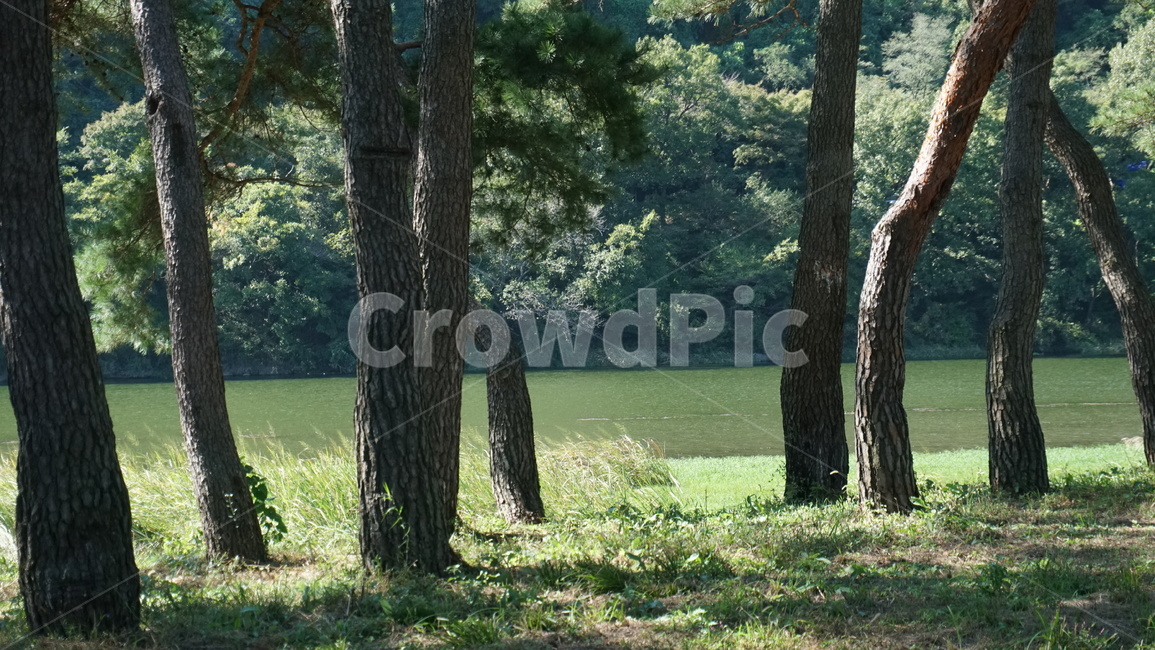 숲,소나무,들판,숲속,감성,따뜻함,포근함,봄,강가,물,자연,풍경,nature,landscape,식물,plants,나무,trees,wood,tree trunk,나무 줄기,tree,plant