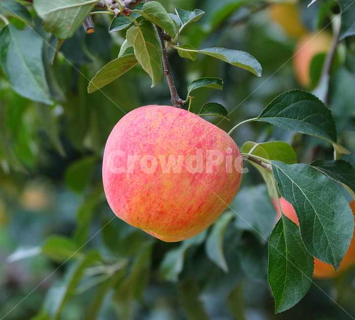 사과,가을,과일,동강,제장마을,가을사과,식물,자연,plants,nature,과일,열매,fruit