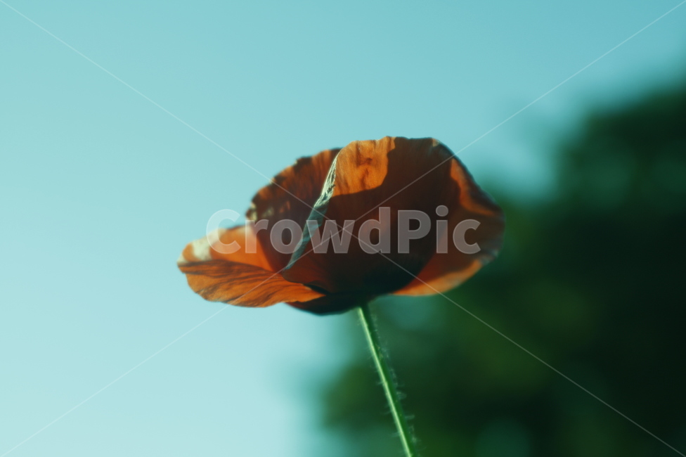 양귀비,꽃,식물,자연,감성사진,계절,봄,spling,healing
