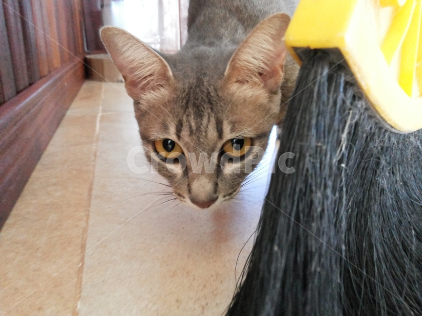 고양이,동물,반려묘,cat,kitten