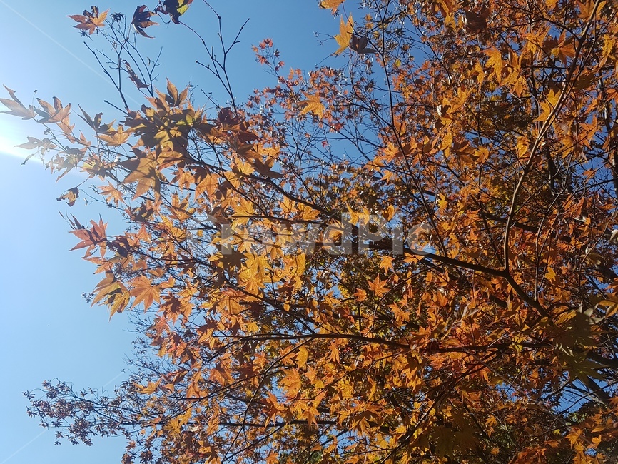 노랑,단풍,나무,자연,휴식,여유,풍경,가을,계절,fall,autumn,season,자연,풍경,nature,landscape,leaf,잎,plant,식물,tree