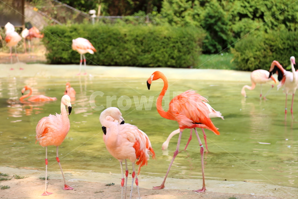 홍학,동물,flamingo,조류,붉은새,플라밍고,새,동물,animal,조류,새,birds,색깔,색상,색채,색감,color sense,color sensitivity,feeling of color