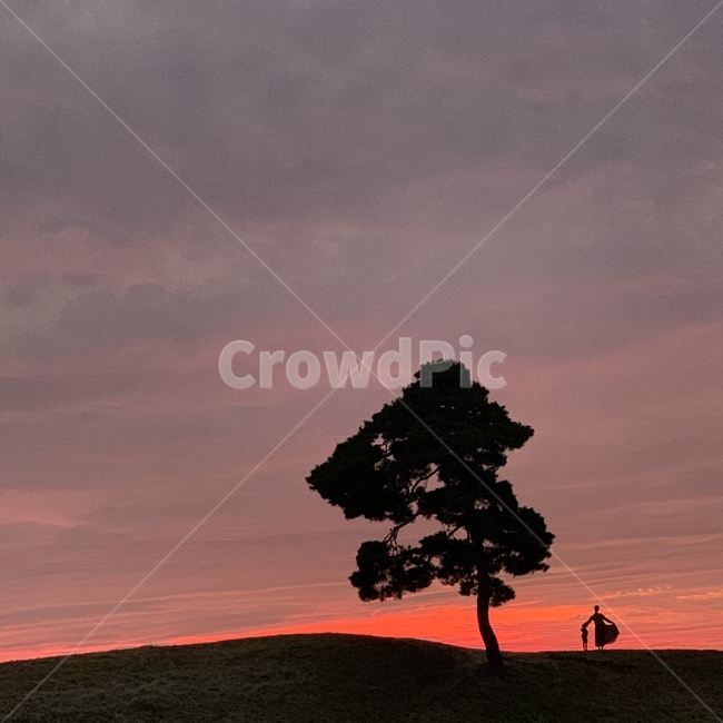 나무,tree,자연,nature,sky