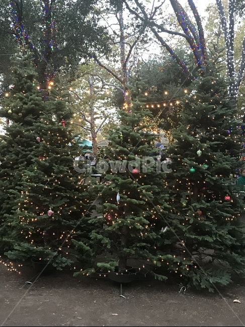tree,나무,christmastree,크리스마스트리,ornament,장식,plant,식물,세그루,연휴,숲,숲속,라이트,light,christmaslights,outdoor,아웃도어,야외,전나무,winter,겨울
