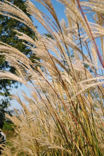 가을,바람,갈대,계절,맑음,fall,wind,reed,season,sunny,식물,자연,plants,nature