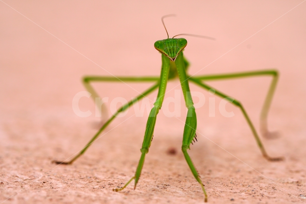사마귀,곤충,벌레,동물,자연,animal,nature,praying,insect,bug,무법자,접사,macro,여름,summer,마크로,근접촬영,생명,신비,생태,생태계,환경,green,그린,스냅,스냅사진,스넵,스넵사진,snap,snapshot,한국자연,한국의자연,풍경,landscape,동물,animal,곤충,벌레,insect,bug