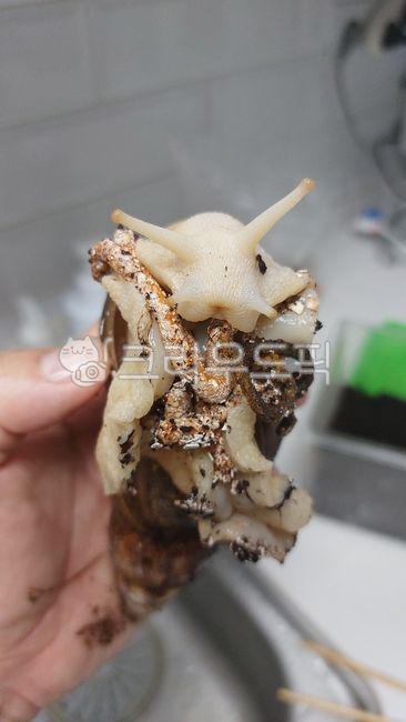 snail,Snail genus,excreta,animal,gastropoda,Snail family,lissachatina,eggshell,African giant snail,mollusk