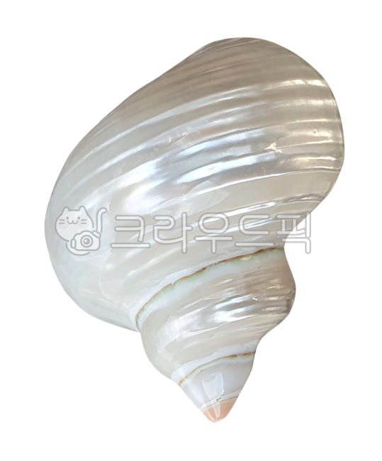 조개, clam, shell, seashell, 조개껍질, 사진,이미지,일러스트,캘리그라피 - machaboo작가