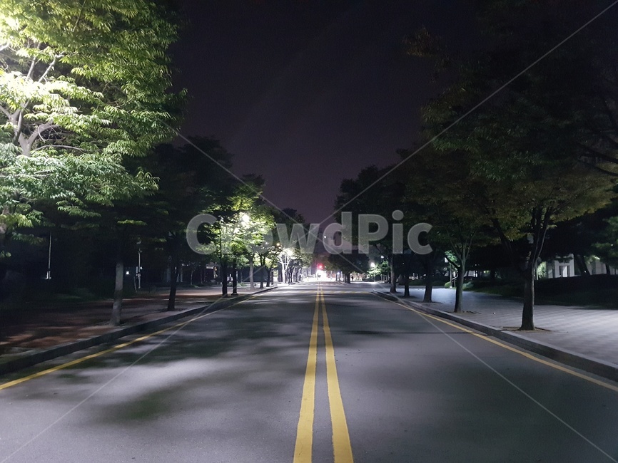 밤,도로,도심,나무,야경,야경,밤,풍경,nightscape,night,landscape,asphalt,아스팔트,road