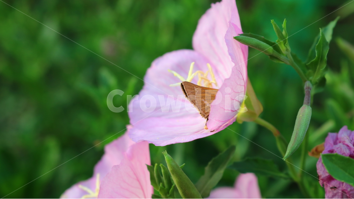 달맞이꽃,꽃,낮달맞이꽃,식물,바늘꽃과,분홍꽃,자연,관상용,식물,자연,plants,nature,꽃,flower